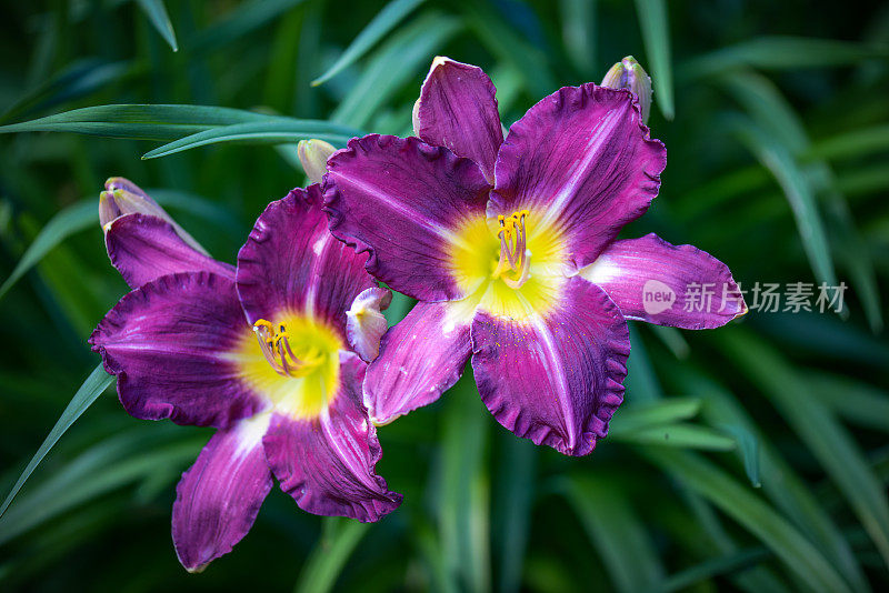 美丽的观赏花园(黄花菜)