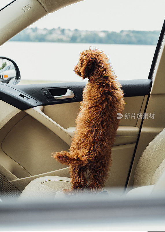 玩具贵宾犬从车窗向外看，美丽的小红发小狗坐在车里