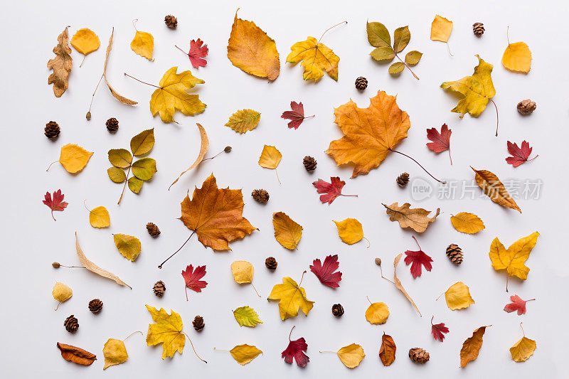 秋天的成分。由干叶子和其他设计配件制成的图案放在桌子上。平铺，俯视图