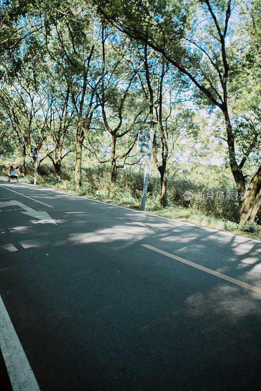 森林中的公路