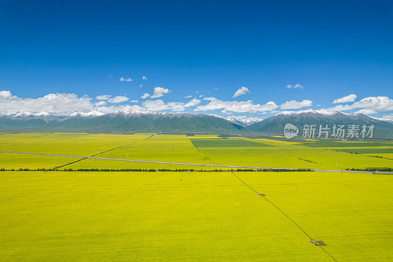 青海门源县油菜田鸟瞰图