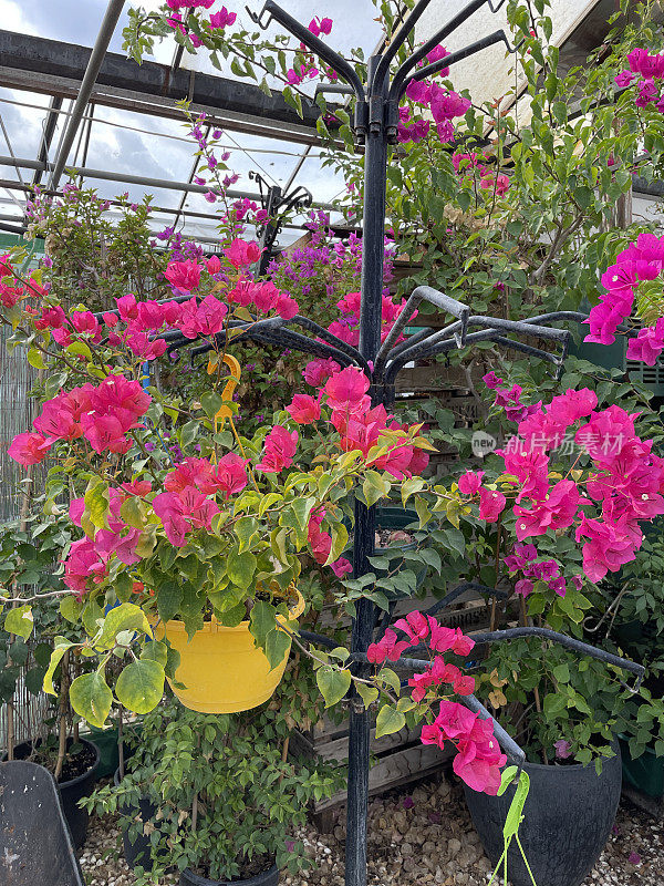 热带亮粉色的三角梅苞片，夏季攀爬观赏开花的三角梅藤，花园中心苗圃出售的吊篮植物，重点在前景