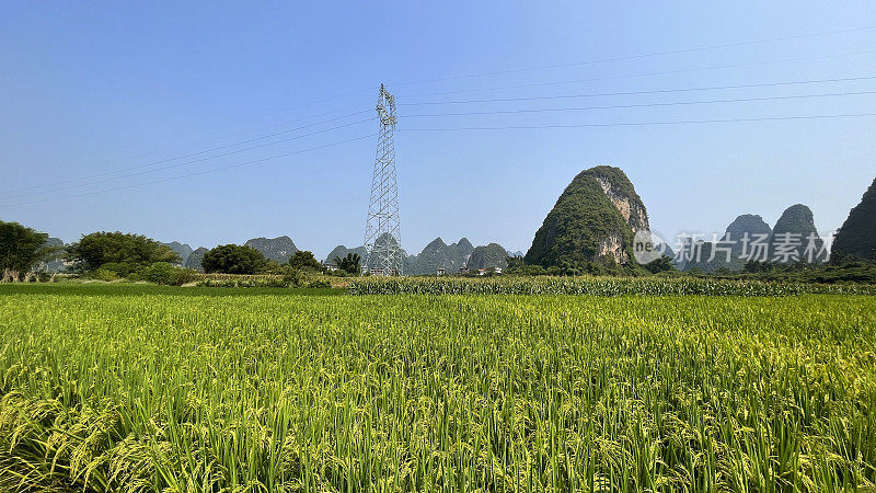 喀斯特地貌未污染农业区-稻田