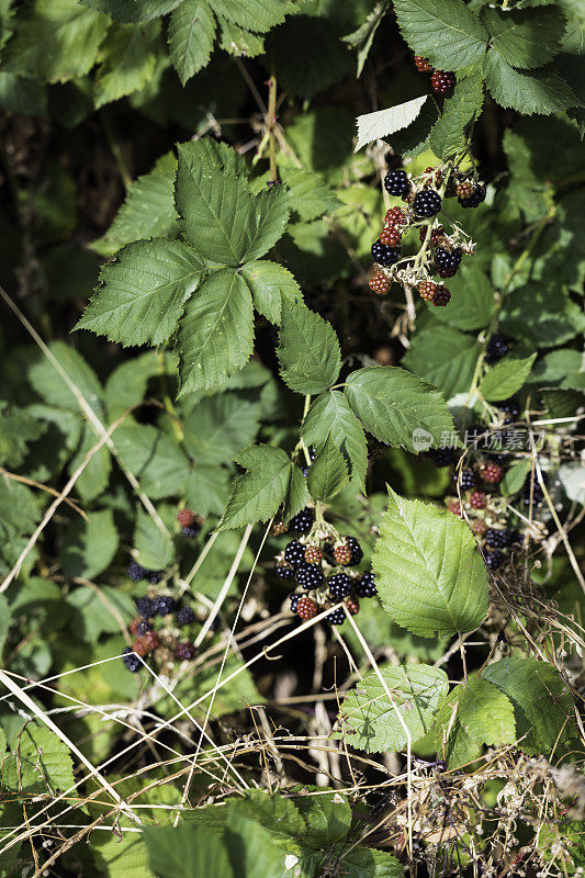 加拿大卑诗省的野生黑莓丛