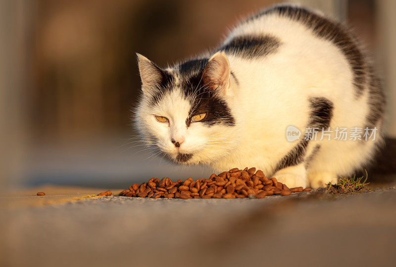 黑白流浪猫。