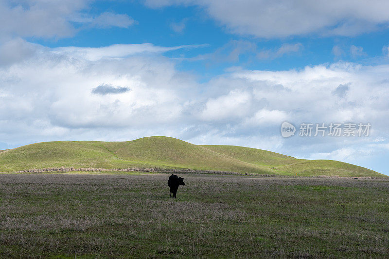 加利福尼亚州费尔菲尔德牧场中央的一头黑牛