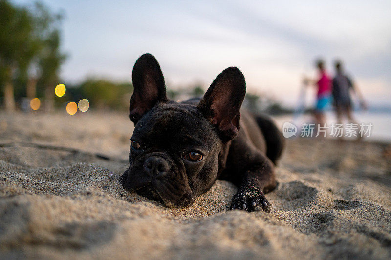 海滩上可爱的小法国斗牛犬