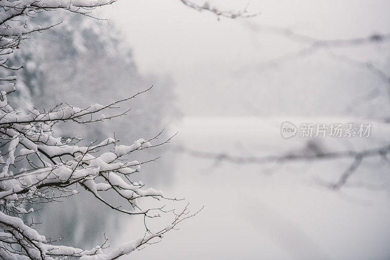 雪覆盖了湖边光秃秃的树