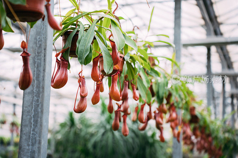 植物温室