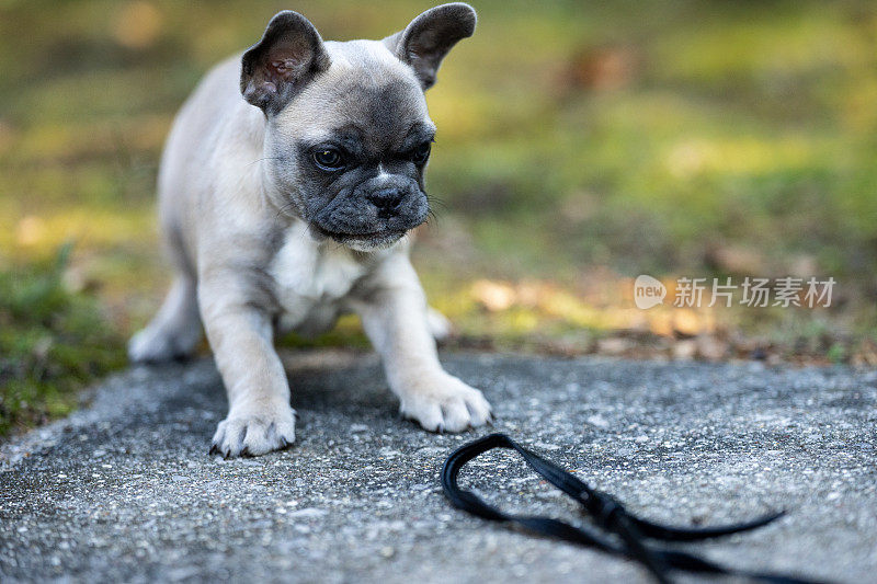 法国斗牛犬小狗准备玩