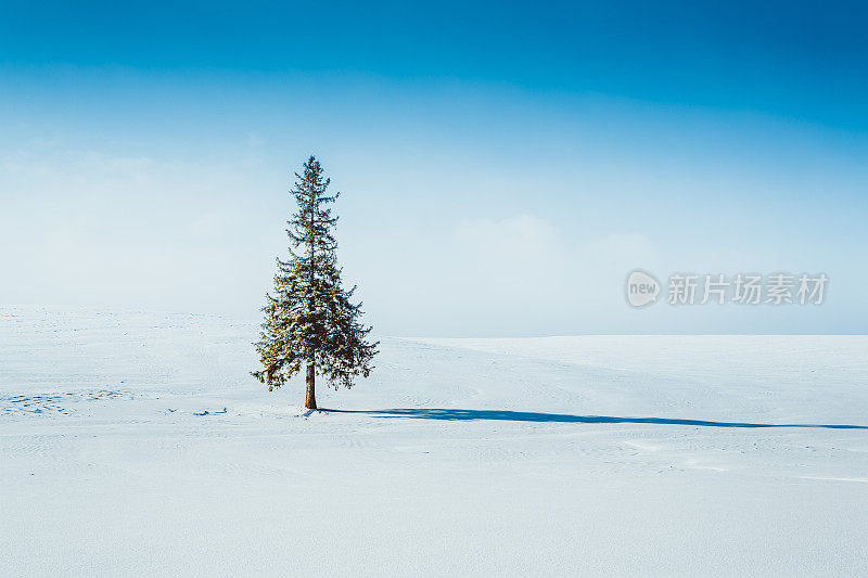 松树伫立在白雪皑皑的田野上，沐浴着阳光