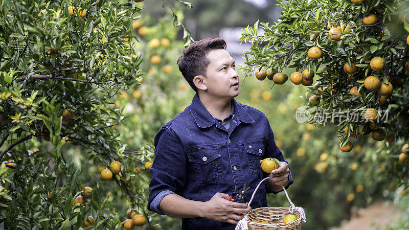男人从树上摘成熟的橘子
