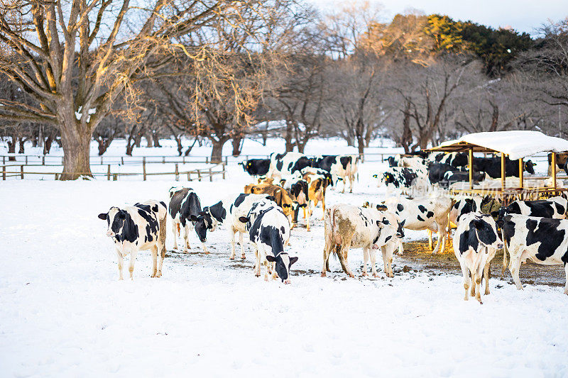 奶牛场的奶牛在广阔的雪场上漫步