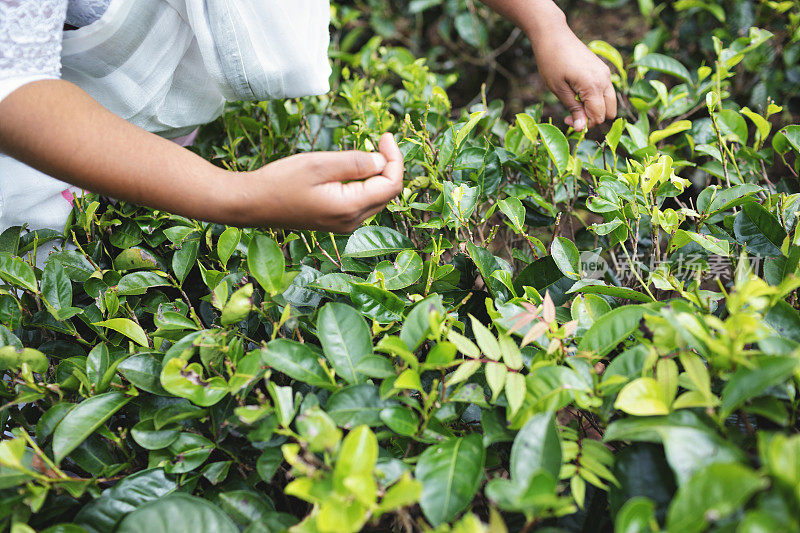 斯里兰卡茶园收获的茶叶