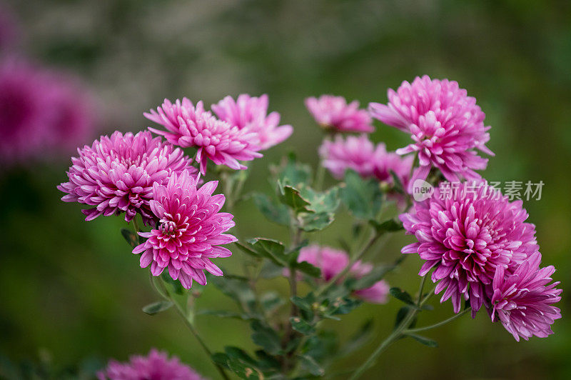 特写柔软的紫色菊花自然