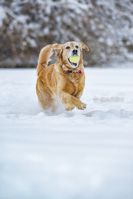 一只金毛猎犬带着球在刚下过的雪中玩接球