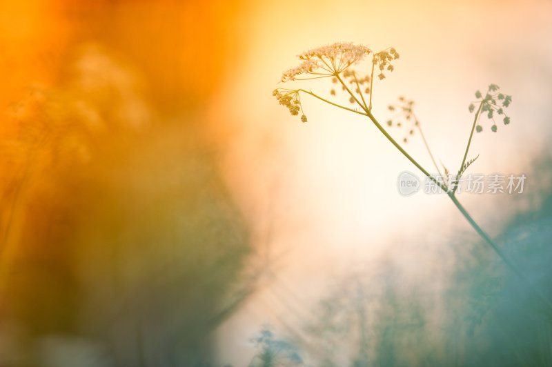 草地上的花