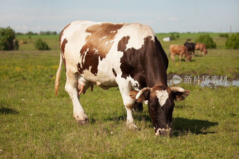 一头大牛正在草地上吃草