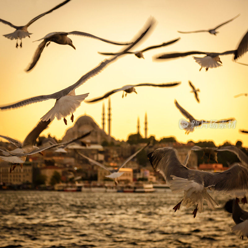 日落时分，伊斯坦布尔金角岛上空的海鸥