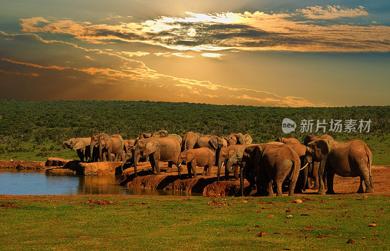 一群非洲象在水坑边饮水