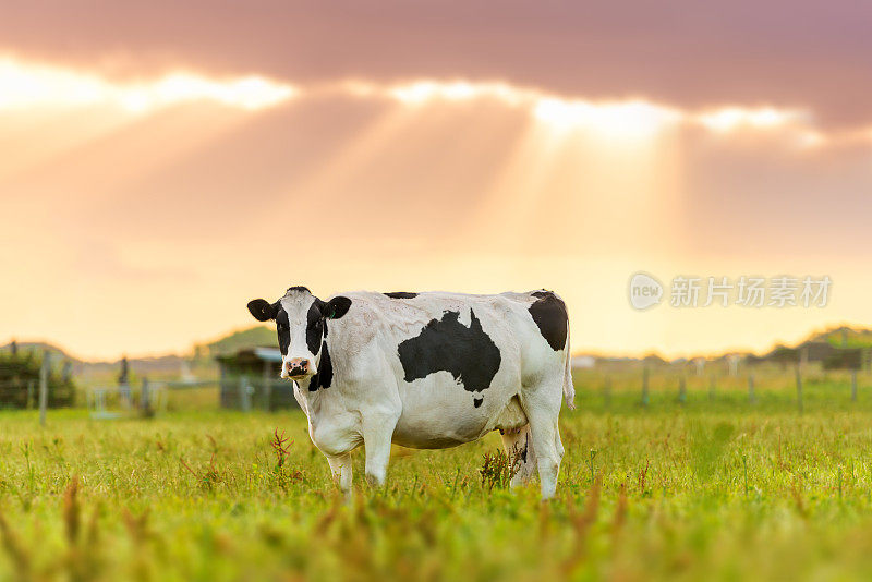 奶牛在田野日出或日落与澳大利亚地图