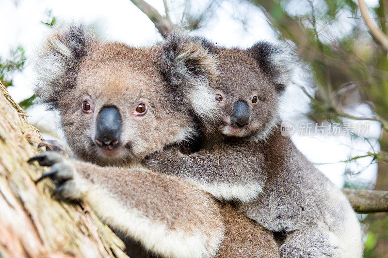 澳大利亚小考拉熊和妈妈坐在树上