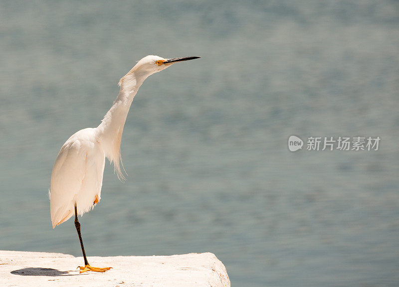 白鹭伸长脖子