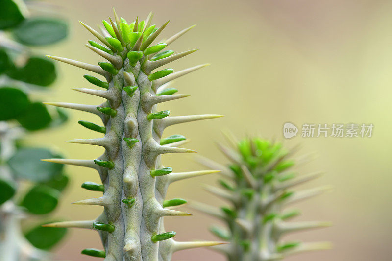 仙人掌叶子和尖刺的特写