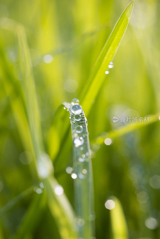 水滴在清晨的草地上