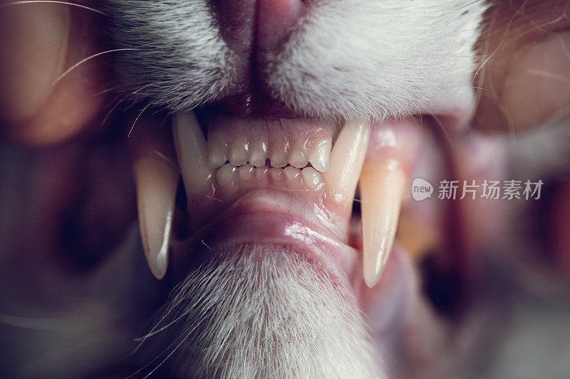 近距离观察猫的尖牙。