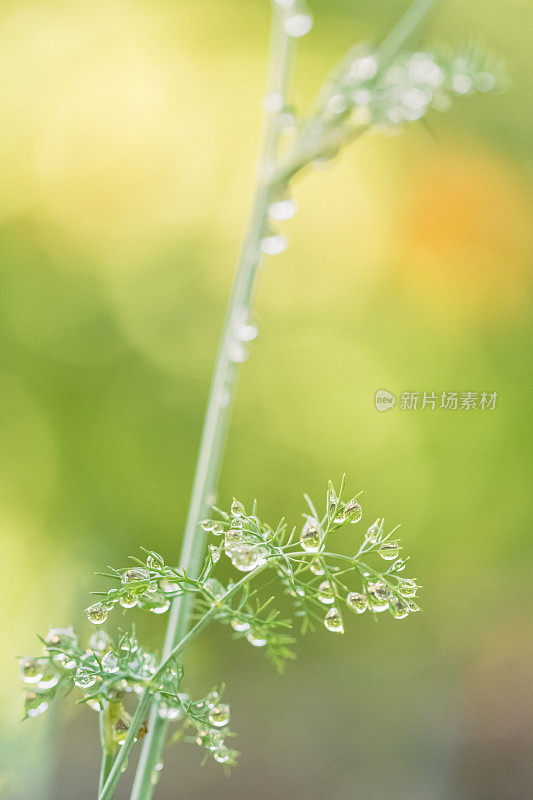 夏日花园散谷背景中，雨滴依附在小茴香上