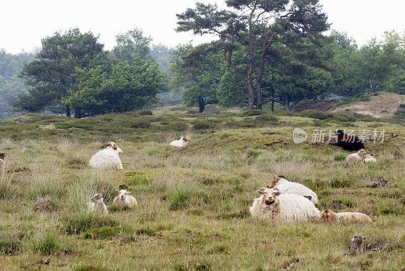 Schoonerbeker绵羊和羊羔