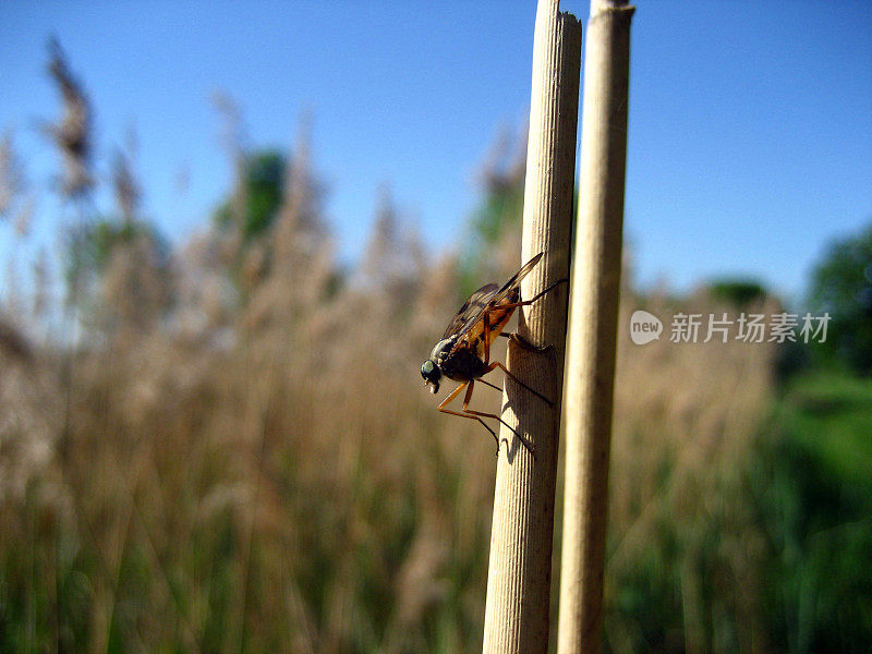 鹬蝇栖息在芦苇上