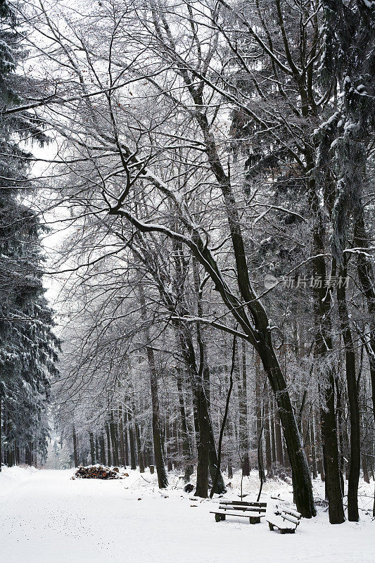 森林里被白雪覆盖的树木