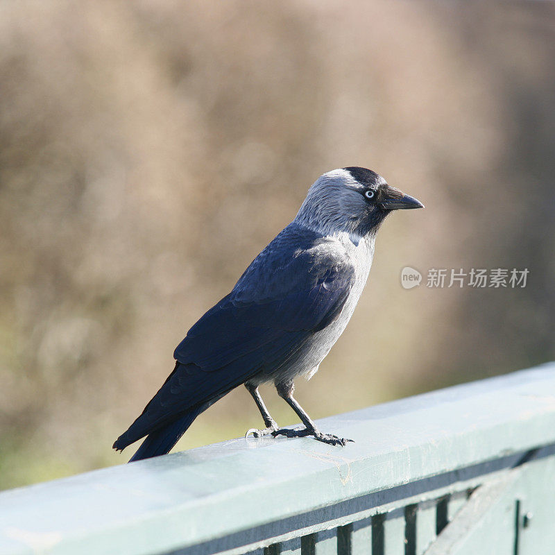 寒鸦在铁路