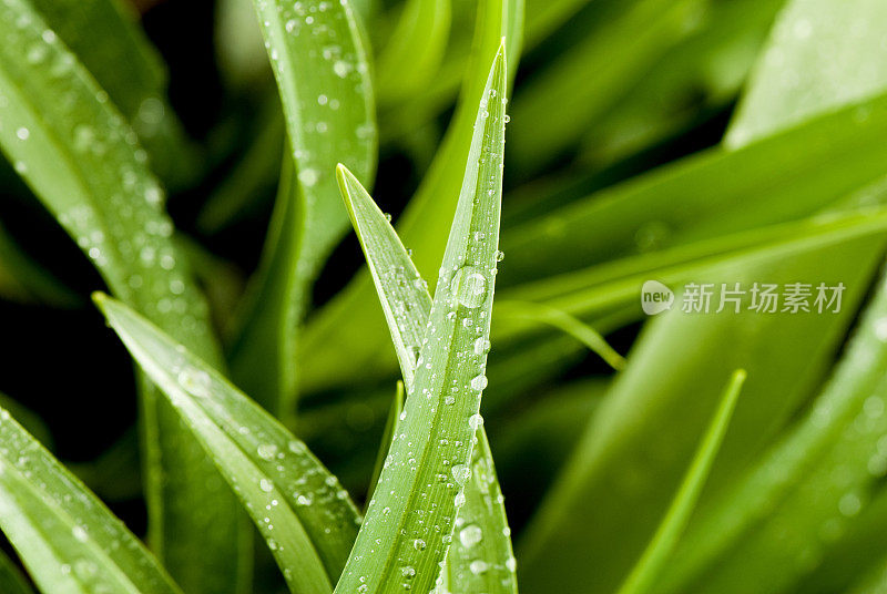 小雨打在树叶