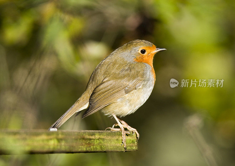 罗宾(红心rubecula)