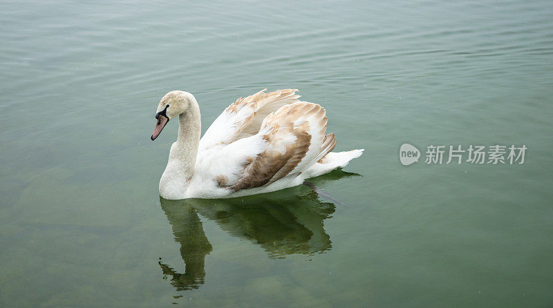 在湖里游泳的棕色天鹅
