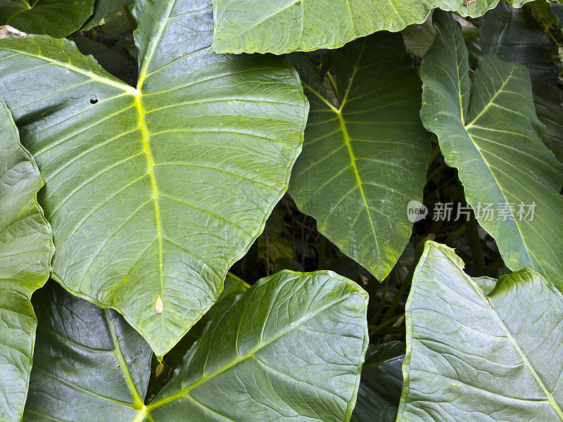 新加坡热带园内种植芋头。