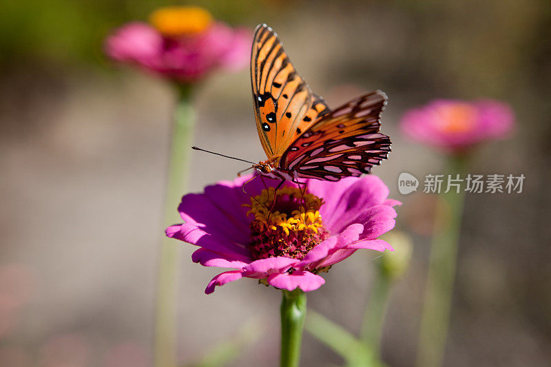 帝王蝶在外面吃粉红色的花