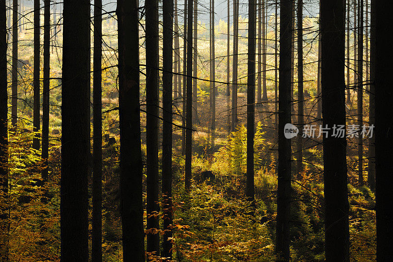 背光云杉森林与山毛榉Undergrowth在秋天