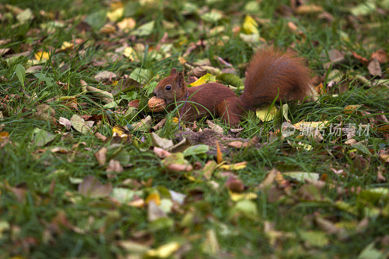 秋天公园里的松鼠