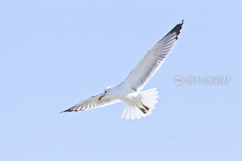 海鸥，在河里找鱼