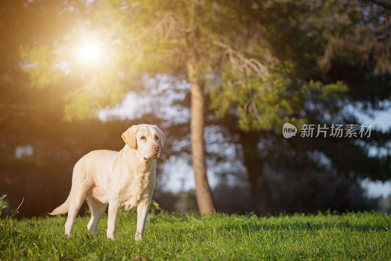 12岁白色拉布拉多猎犬高级犬