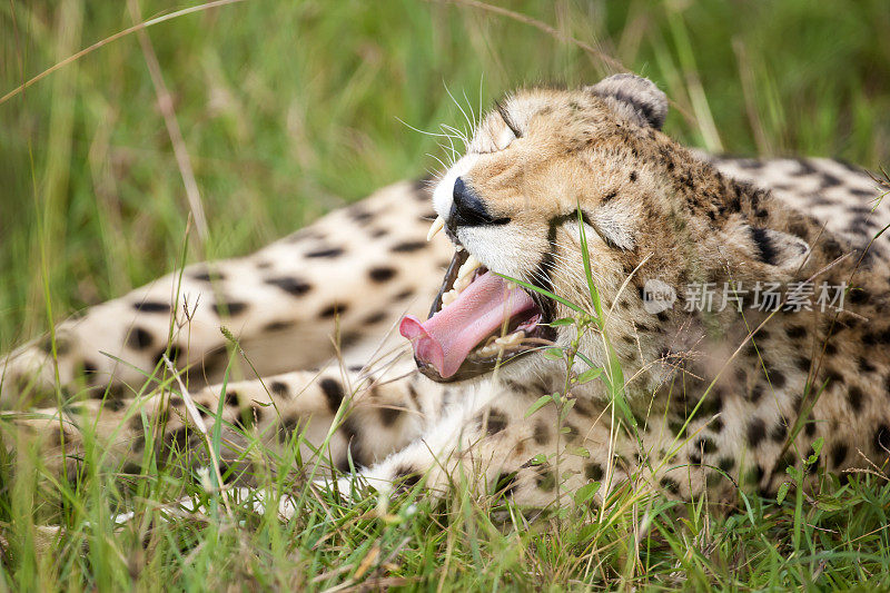 哭泣的猎豹，马赛马拉，肯尼亚