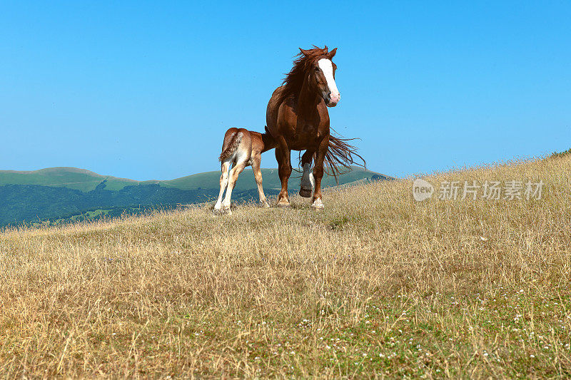 意大利翁布里亚的野马，小马驹Castelluccio