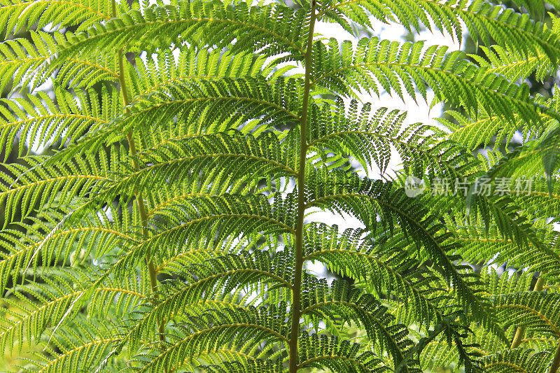 沼泽花园中生长的蕨类植物图片(南极dicksonia)