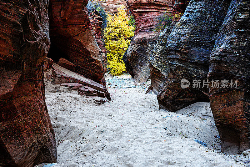 清溪峡谷和杨木秋天，犹他州