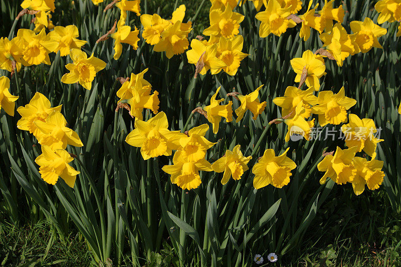 黄色的喇叭水仙花(水仙花)的形象在阳光花园