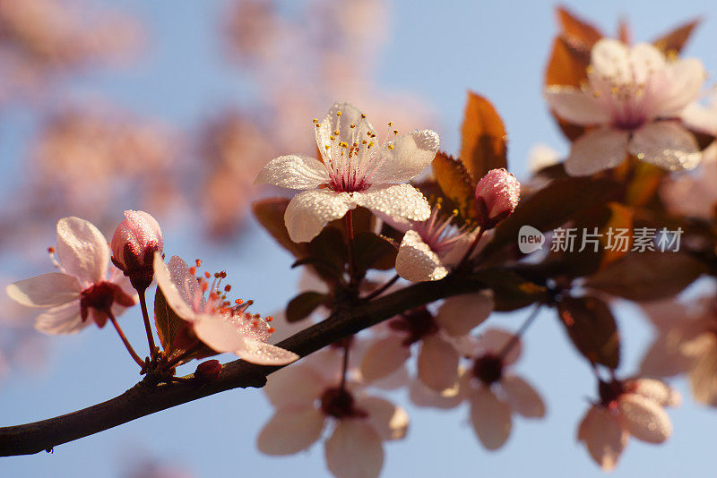 日本樱花